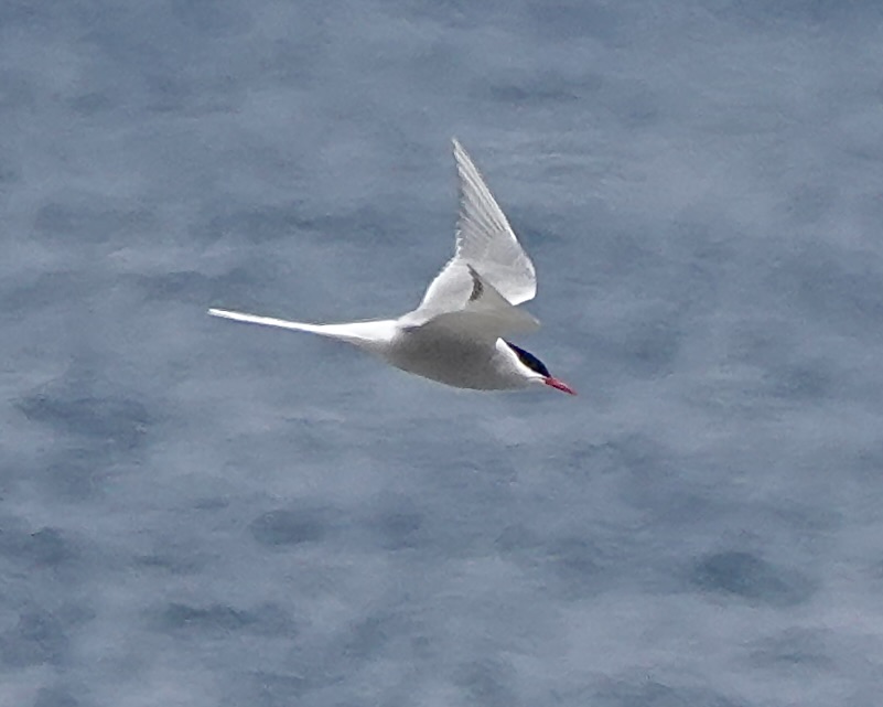 Arctic tern